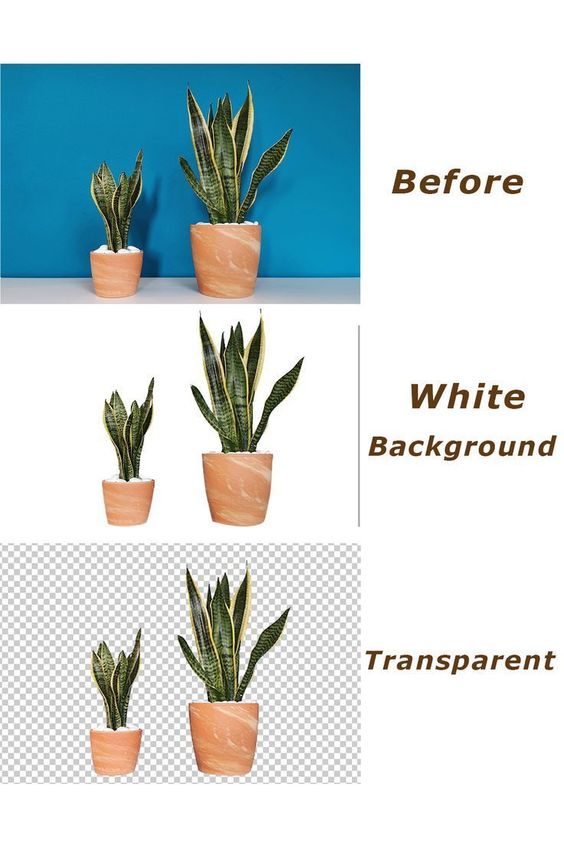 Professional Background Removal