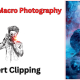 What Is Macro Photography